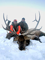 guided elk hunts, wyoming elk hunts, guided wyoming hunts, elk hunting wyoming, bull elk hunts, cow elk hunts, guided bull elk hunts, cody wy