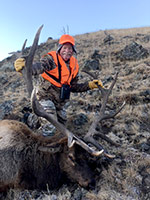 guided elk hunts, wyoming elk hunts, guided wyoming hunts, elk hunting wyoming, bull elk hunts, cow elk hunts, guided bull elk hunts, cody wy