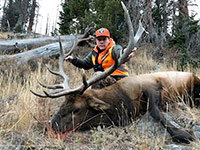 guided elk hunts, wyoming elk hunts, guided wyoming hunts, elk hunting wyoming, bull elk hunts, cow elk hunts, guided bull elk hunts, cody wy