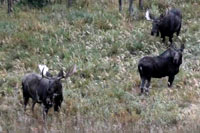 guided moose hunts, wyoming moose hunts, guided wyoming hunts, moose hunting wyoming, bull moose hunts, guided bull moose hunts, cody wy