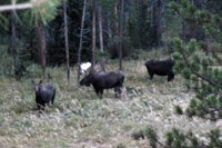 guided moose hunts, wyoming moose hunts, guided wyoming hunts, moose hunting wyoming, bull moose hunts, guided bull moose hunts, cody wy