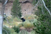 guided moose hunts, wyoming moose hunts, guided wyoming hunts, moose hunting wyoming, bull moose hunts, guided bull moose hunts, cody wy