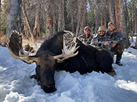 guided moose hunts, wyoming moose hunts, guided wyoming hunts, moose hunting wyoming, bull moose hunts, guided bull moose hunts, cody wy