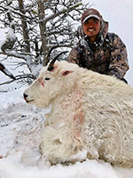 guided big horn sheep hunts, guided sheep hunting wyoming, outfitters wyoming, sheep hunts, ram hunts, hunting big horn sheep rams wy