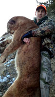 guided mountain lion hunts in Wyoming, lion hunting wyoming, mountain lions hunts wyoming