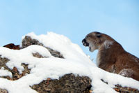 guided mountain lion hunts in Wyoming, lion hunting wyoming, mountain lions hunts wyoming