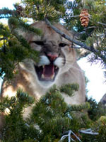 guided mountain lion hunts in Wyoming, lion hunting wyoming, mountain lions hunts wyoming