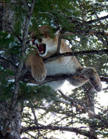 guided mountain lion hunts in Wyoming, lion hunting wyoming, mountain lions hunts wyoming