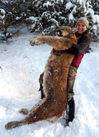 guided mountain lion hunts in Wyoming, lion hunting wyoming, mountain lions hunts wyoming