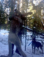 guided mountain lion hunts in Wyoming, lion hunting wyoming, mountain lions hunts wyoming