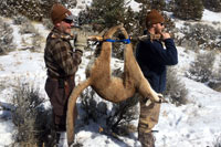 guided mountain lion hunts in Wyoming, lion hunting wyoming, mountain lions hunts wyoming