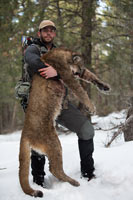 guided mountain lion hunts in Wyoming, lion hunting wyoming, mountain lions hunts wyoming