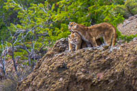 guided mountain lion hunts in Wyoming, lion hunting wyoming, mountain lions hunts wyoming