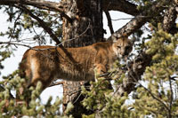 guided mountain lion hunts in Wyoming, lion hunting wyoming, mountain lions hunts wyoming