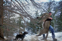 guided mountain lion hunts in Wyoming, lion hunting wyoming, mountain lions hunts wyoming