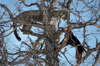 guided mountain lion hunts in Wyoming, lion hunting wyoming, mountain lions hunts wyoming