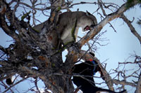 guided mountain lion hunts in Wyoming, lion hunting wyoming, mountain lions hunts wyoming