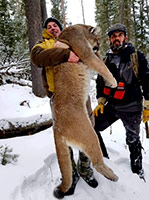 guided mountain lion hunts in Wyoming, lion hunting wyoming, mountain lions hunts wyoming