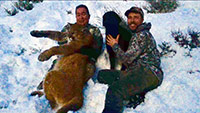 guided mountain lion hunts in Wyoming, lion hunting wyoming, mountain lions hunts wyoming