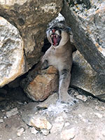 guided mountain lion hunts in Wyoming, lion hunting wyoming, mountain lions hunts wyoming