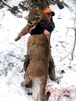 guided mountain lion hunts in Wyoming, lion hunting wyoming, mountain lions hunts wyoming